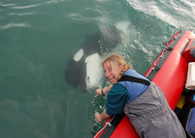 BBC2 Natural World on Killer Whales gets great public response